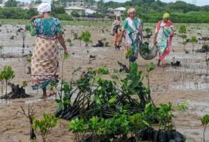 Restoring Mangrove degraded sites in Faza, 1 Lamu