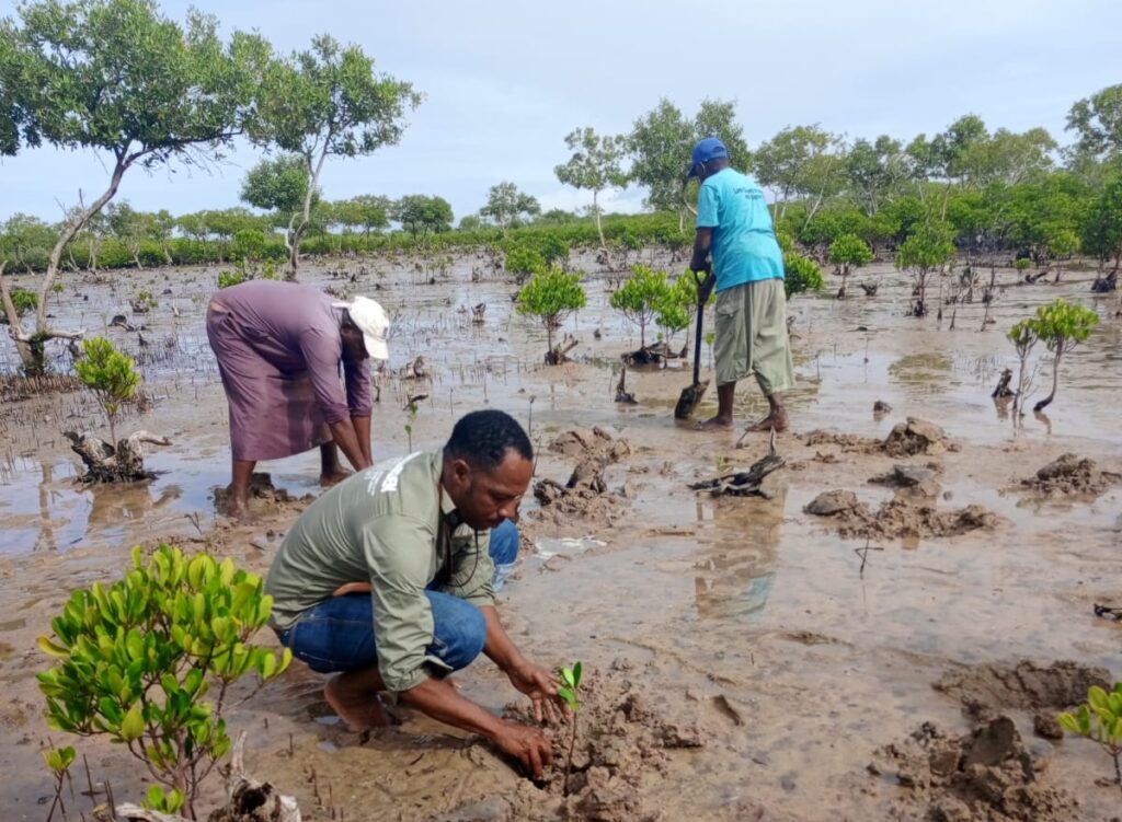 Restoring Mangrove degraded sites in Faza, Lamu 1