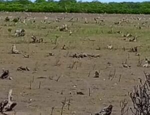Restoring Mangrove degraded sites in Faza, Lamu 2
