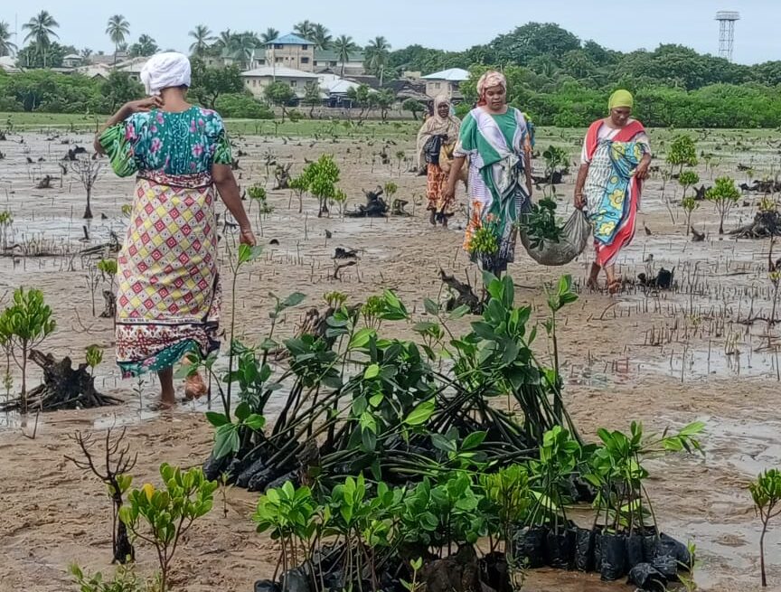 Restoring Mangrove degraded sites in Faza, Lamu