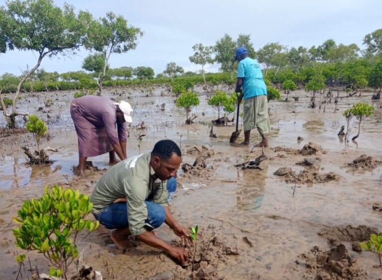 Restoring Mangrove degraded sites in Faza, Lamu 1