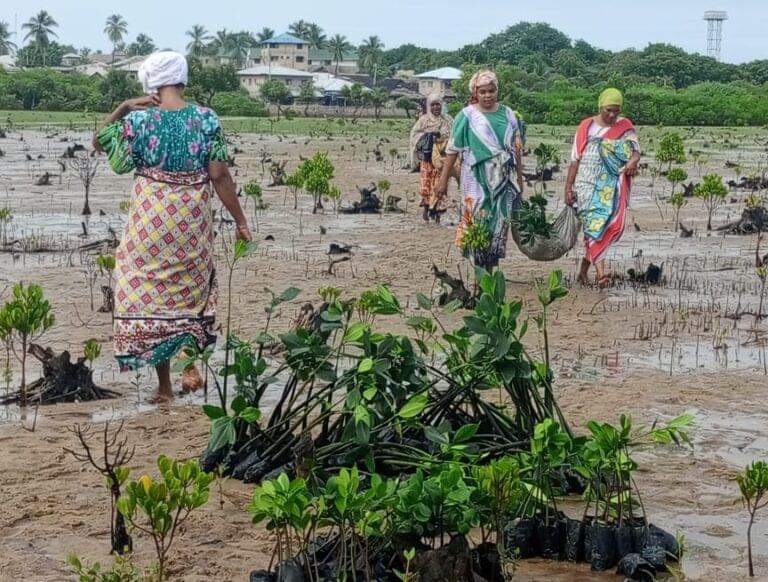 Restoring Mangrove degraded sites in Faza, Lamu